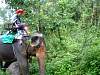 Elephant trekking in the pouring rain rainy season in Chiang Mai